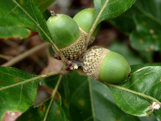 {Quercus boyntonii}